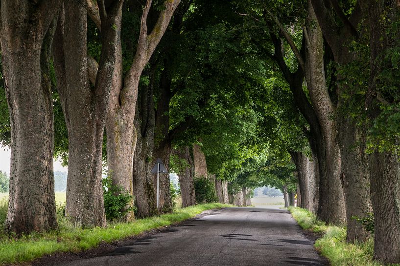 Tree avenue Brandenburg by Winne Köhn
