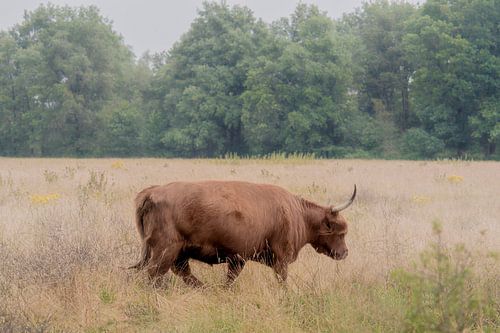 Een Schotse hooglander dame in de mist