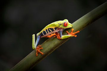 Frog from Costa Rica by Wilna Thomas