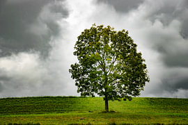 Baum am Deich