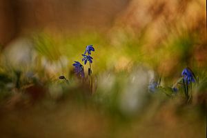 Image d'ambiance de jacinthe étoilée orientale en fleur sur KCleBlanc Photography