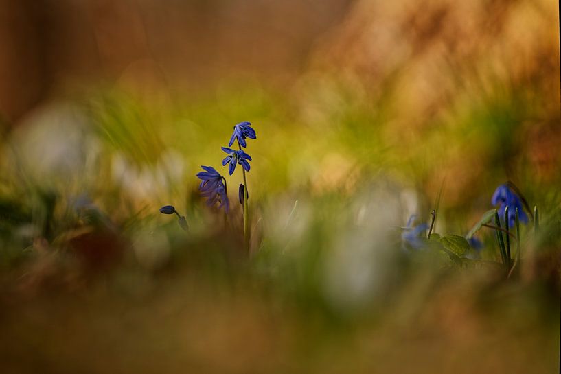Image d&#039;ambiance de jacinthe étoilée orientale en fleur par KCleBlanc Photography