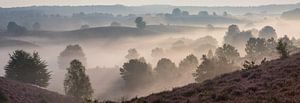 Panorama d'un matin brumeux sur le Posbank pourpre