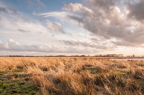 Rietkragen in de polder