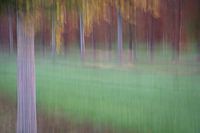 Orchard abstract 7