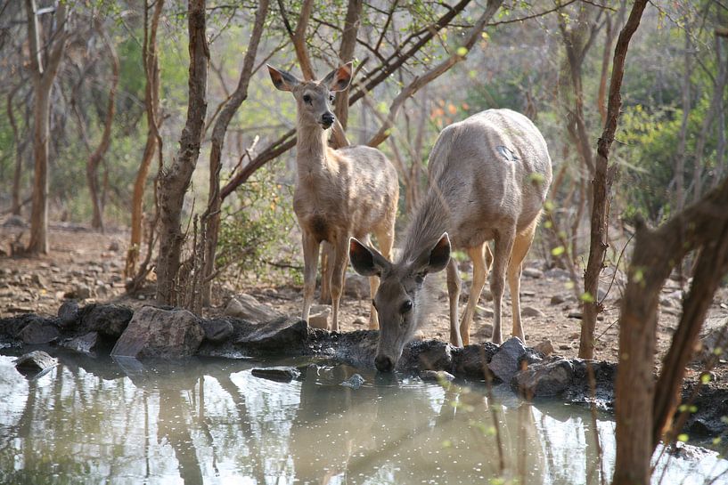 Deers von Ron Dijkstra
