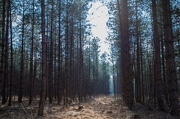 Brabants Bos in de lentezon