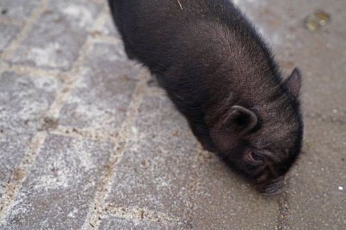 Mini biggetje bij zijn eerste uittocht op de boerderij.