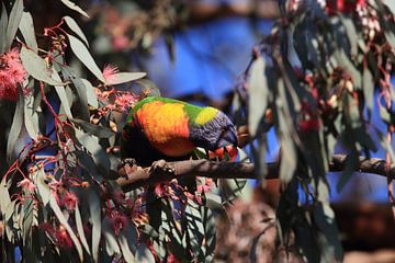 Regenbooglori, in de natuurlijke habitat, Queensland, Australië van Frank Fichtmüller