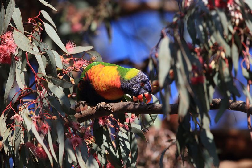 Rainbow Lorikeet,dans son habitat naturel, Queensland, Australie par Frank Fichtmüller