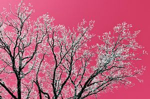 Arbre sur fond rose