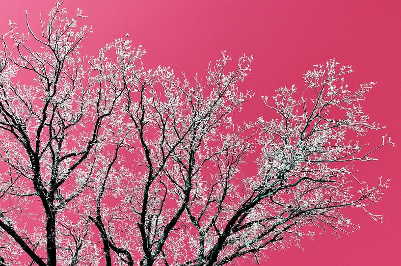 Tree with pink background by Corinne Welp