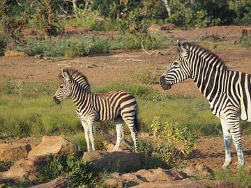 Zebra’s - OLYMPUS DIGITAL CAMERA van Johan Rens