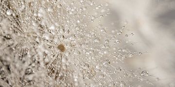 Panorama of water droplets on a piece of fluff by Marjolijn van den Berg