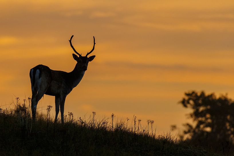 Damhert par Menno Schaefer