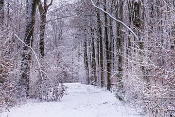 winter in het waerderhout bos 6