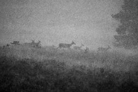 Hindes in de storm van Danny Slijfer Natuurfotografie
