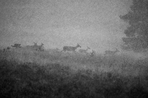 Hindes in de storm