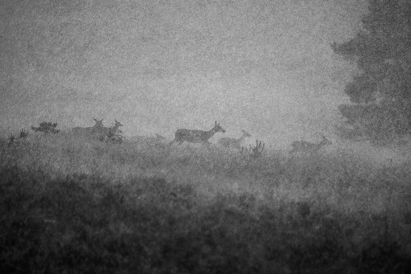 Hindus im Sturm von Danny Slijfer Natuurfotografie