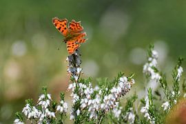 orange butterfly on white flower by Kim de Been