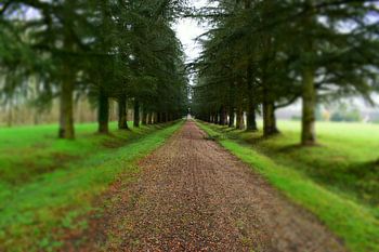 Road through the forest