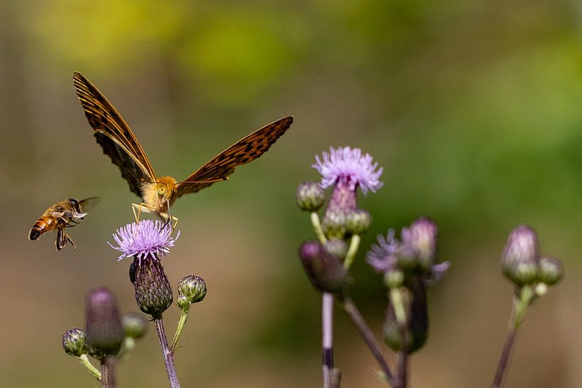 Butterfly and bee by Andreas Müller