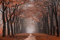 Red forest van Niels Barto thumbnail