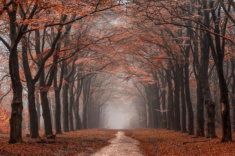 Red forest van Niels Barto