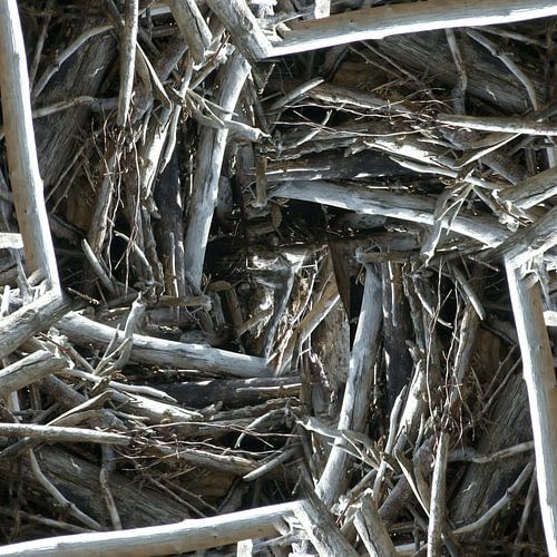 structure in driftwood (005w)