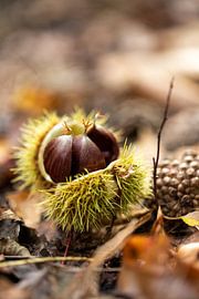 Kastanienpracht von Sonja de Vlaming