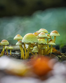 Gewöhnlicher Schwefelkopf