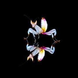 Orchideeënsprinkhaan weerspiegeld op zwarte achtergrond van Roland Brack