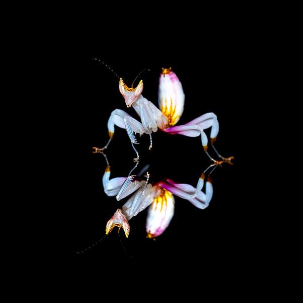 Orchideenmantide spiegelt sich auf schwarzem Grund von Roland Brack
