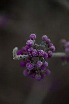 Bevroren paarse bessen van de Callicarpa van Mirjam van der Sluijs