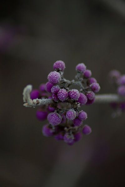 Frozen purple berries of the Callicarpa by Mirjam van der Sluijs