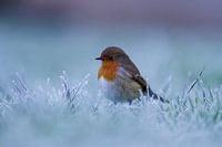 Rotkehlchen im Winter