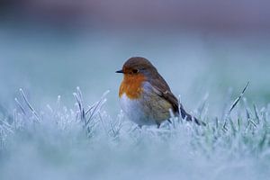 Roodborstje in de winter van Berend Drent