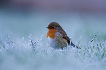 Robin en hiver sur Berend Drent