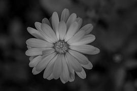 Flower in black and white photography by Jolanda de Jong-Jansen