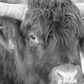 close up, schotse hooglander