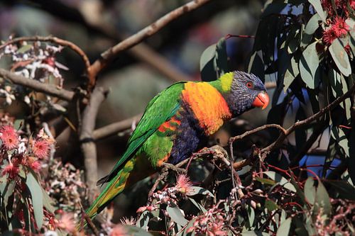 Regenbooglori, in de natuurlijke habitat, Queensland, Australië