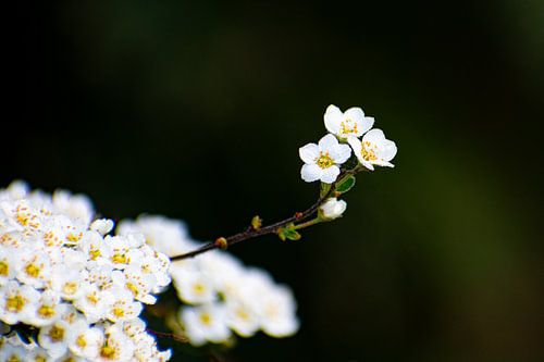 Apfelblüte am frühen Morgen