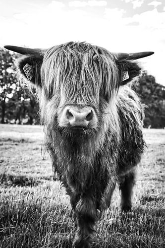 Scottish Highlander Black White