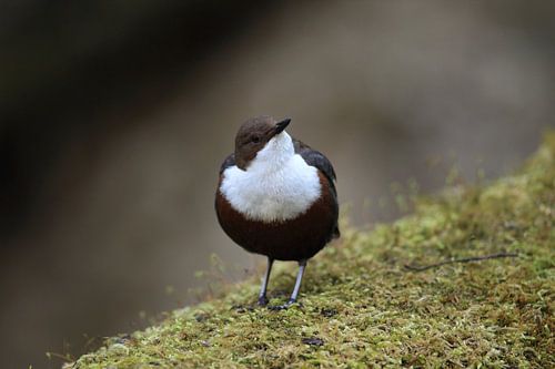 Dipper Allemagne