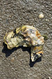 Pacific oyster in the Wadden Sea National Park by Peter Eckert