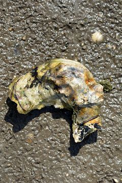 Pazifische Auster im Wattenmeer Nationalpark von Peter Eckert