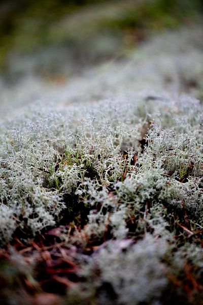 Stilte in Structuur – Zweedse Natuur van Dichtbij Nordic Details 004 van Annette Moerman