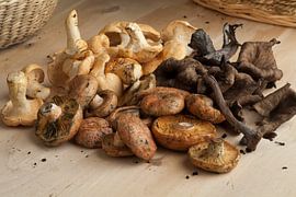 Groep met verschillende verse soorten paddenstoelen van Frans Rombout