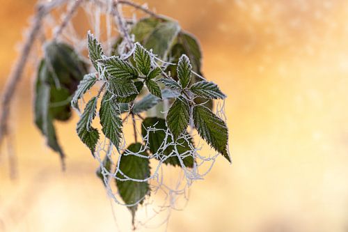 Gros plan sur une ortie avec des toiles d'araignée gelées.