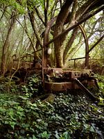 Lost in de Woods (Urban)